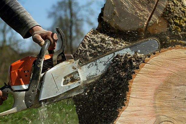 Tree Removal for Businesses in Wilton, CA